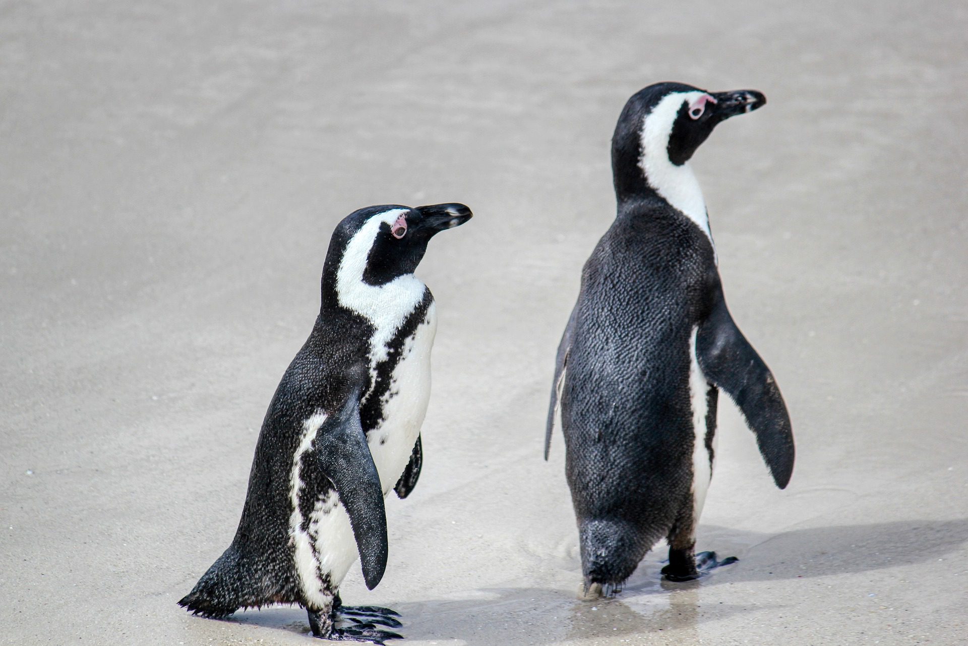 Zdjęcie przedstawiające dwa pingwiny idące jeden za drugim.