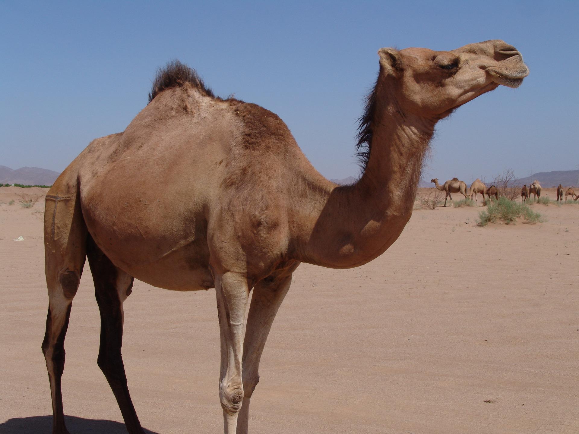 ALT Zdjęcie przedstawiające wielbłąda na pustyni.