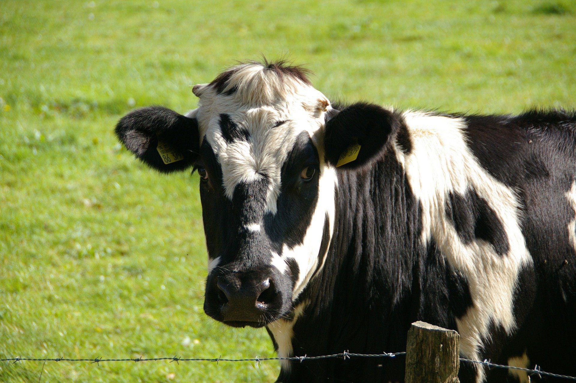 Zdjęcie przedstawiające czarno-białą krowę na tle trawy.