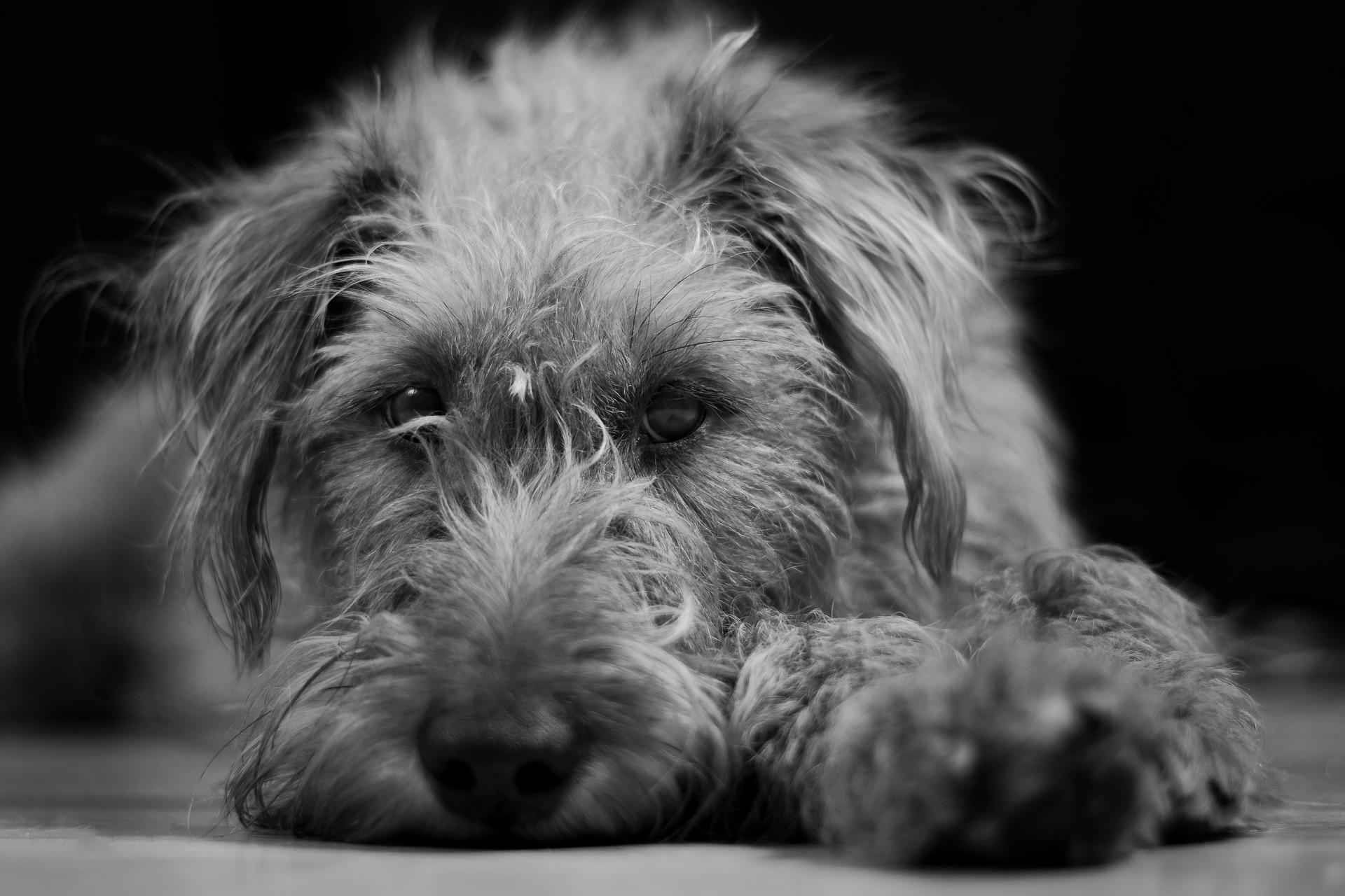 Czarno-białe zdjęcie przedstawiające leżącego psa.