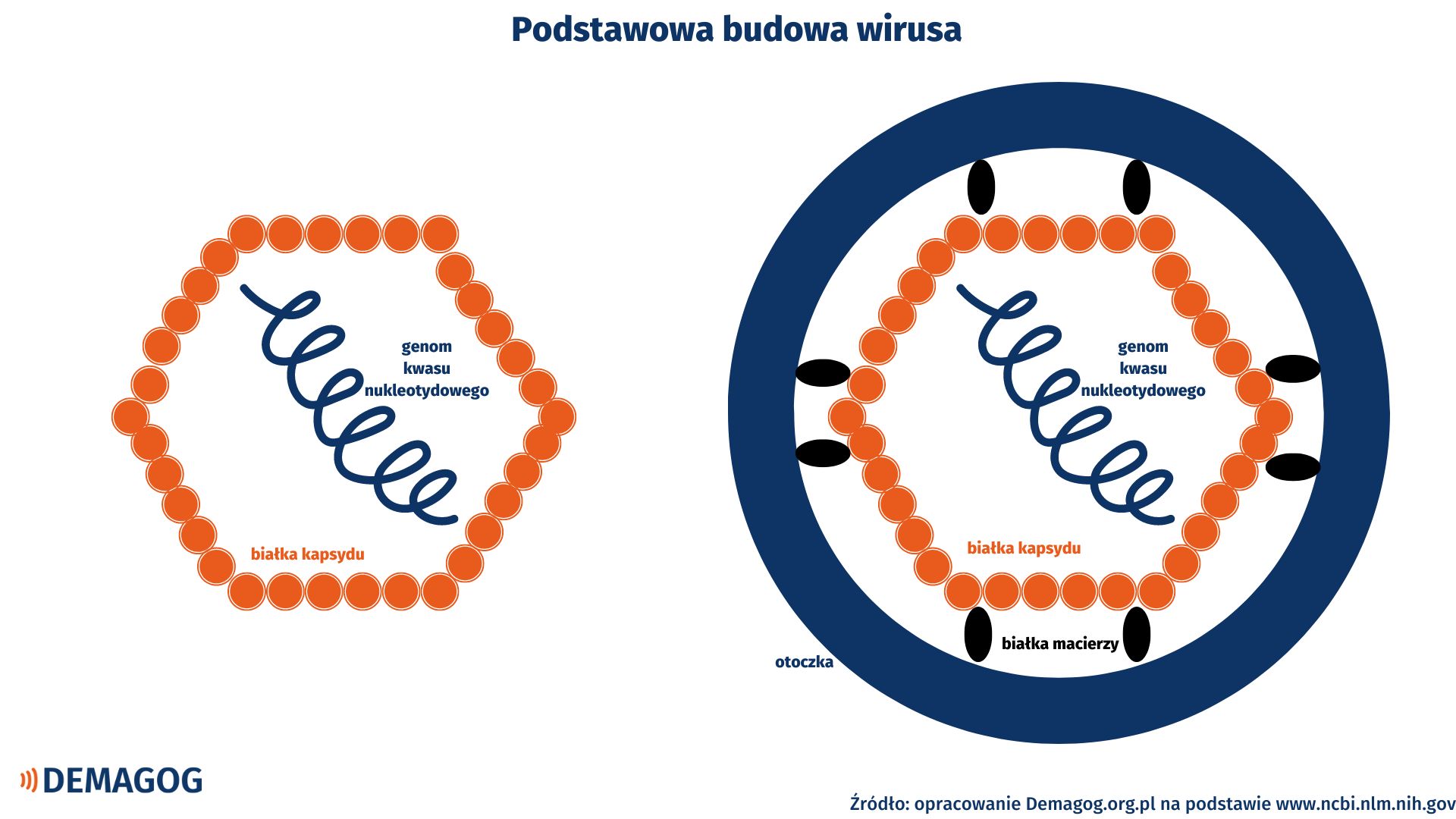 Grafika przedstawiająca podstawową budowę wirusów. Widoczny jest wirus z genomem kwasu nukleotydowego i kapsydem oraz wirus z genomem kwasu nukleotydowego, kapsydem i otoczką.