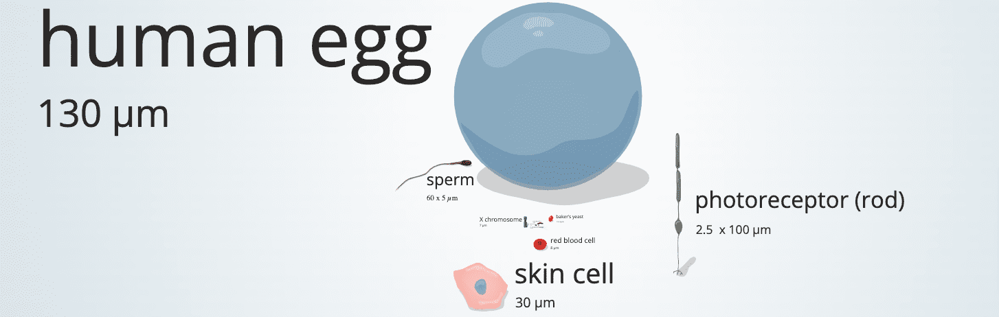 Zrzut ekranu ze strony Uniwersytetu Utah. Widoczna jest m.in. duża komórka jajowa, zmniejsza komórka skóry, jeszcze mniejszy plemnik i jeszcze mniejsza czerwona krwinka.
