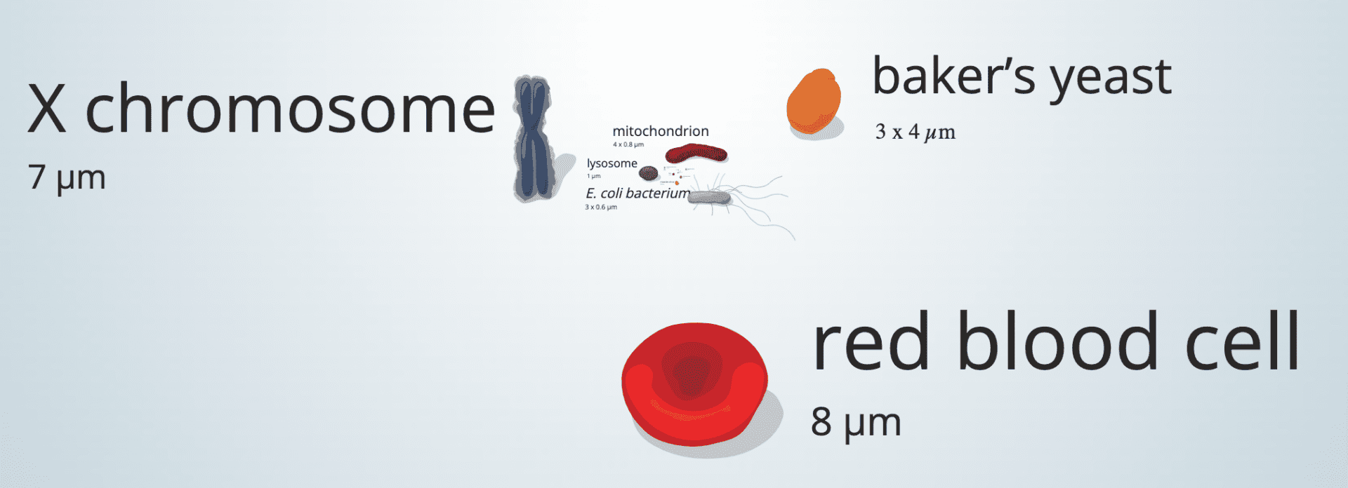 Zrzut ekranu ze strony Uniwersytetu Utah. Widoczna jest m.in. duża czerwona krwinka, mniejszy chromosom X, jeszcze mniejsze drożdże i jeszcze mniejsze (podobnej wielkości) mitochondrium i bakteria E. coli.