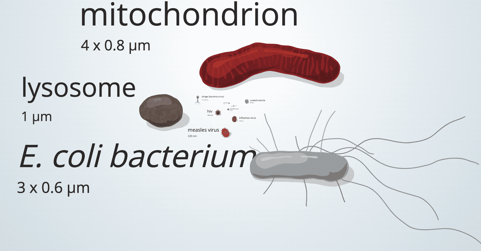  Zrzut ekranu ze strony Uniwersytetu Utah. Widoczna jest m.in. duża bakteria E. coli i podobnej wielkości mitochondrium, mniejszy lizosom i jeszcze mniejsze, ledwie widoczne wirusy: odry, HIV i grypy.