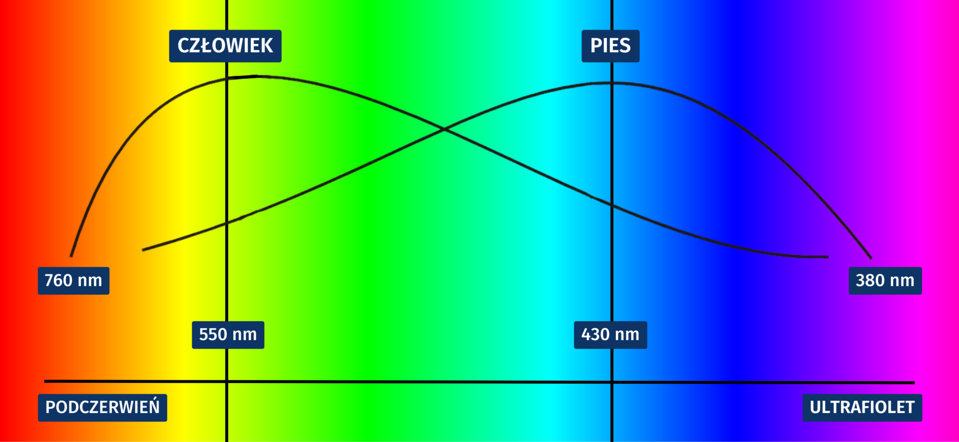 Spektrum światła widzialnego oraz podczerwieni i ultrafioletu. Zaznaczono optymalny obszar postrzegania barw przez człowieka i przez psa (w uproszczeniu)