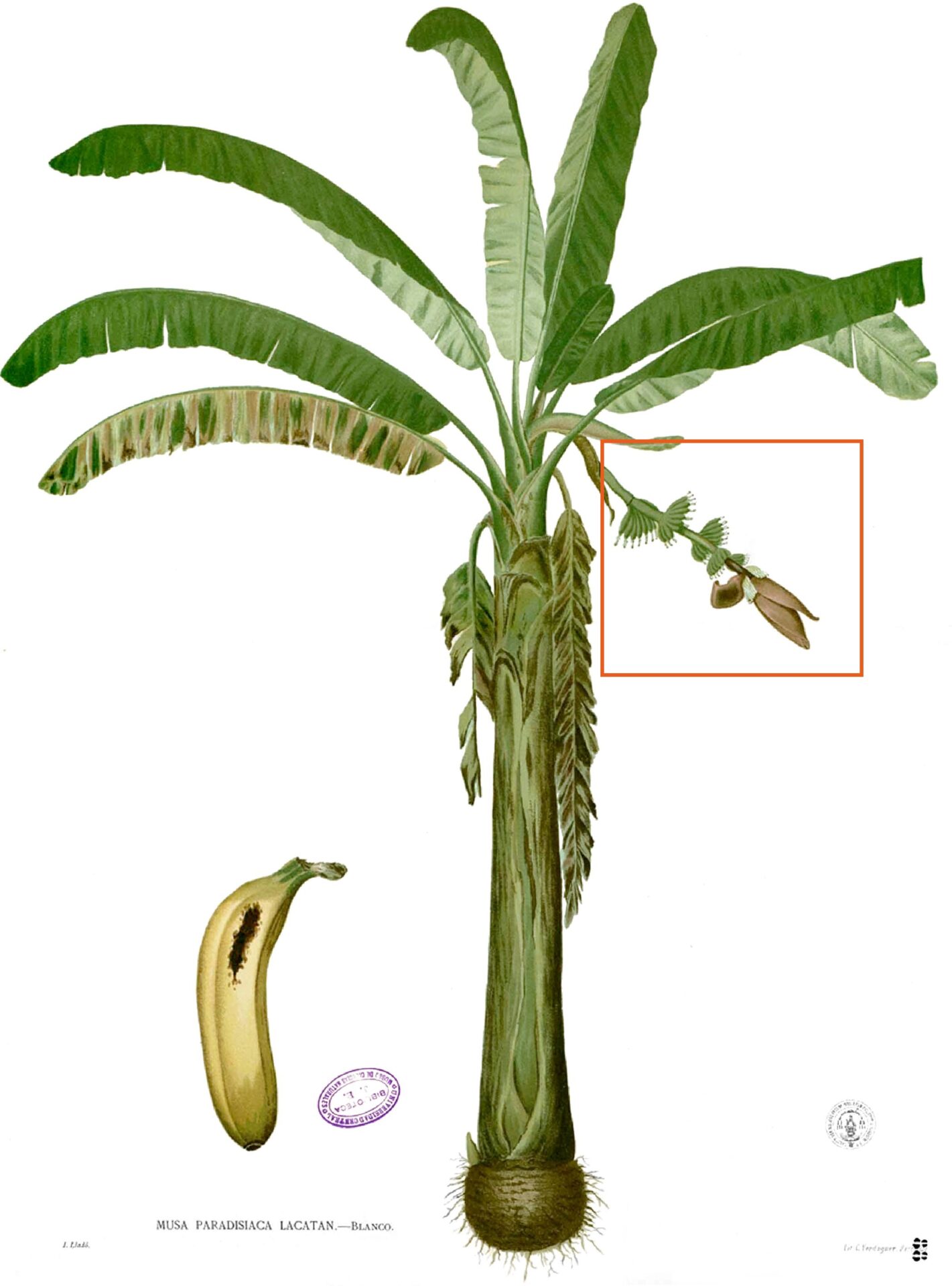 Rycina przedstawiająca pokrój owocu i rośliny bananowca
