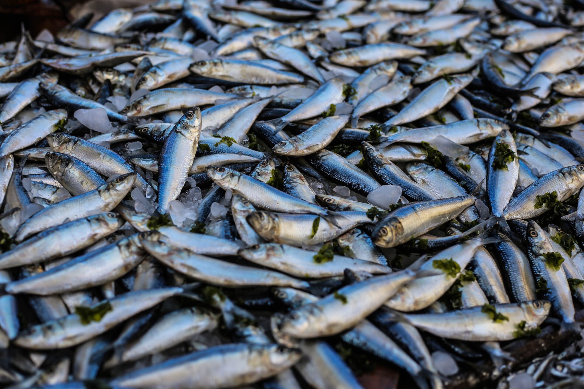 Śnięte ryby w Berlinie? Zdjęcie w fałszywym kontekście