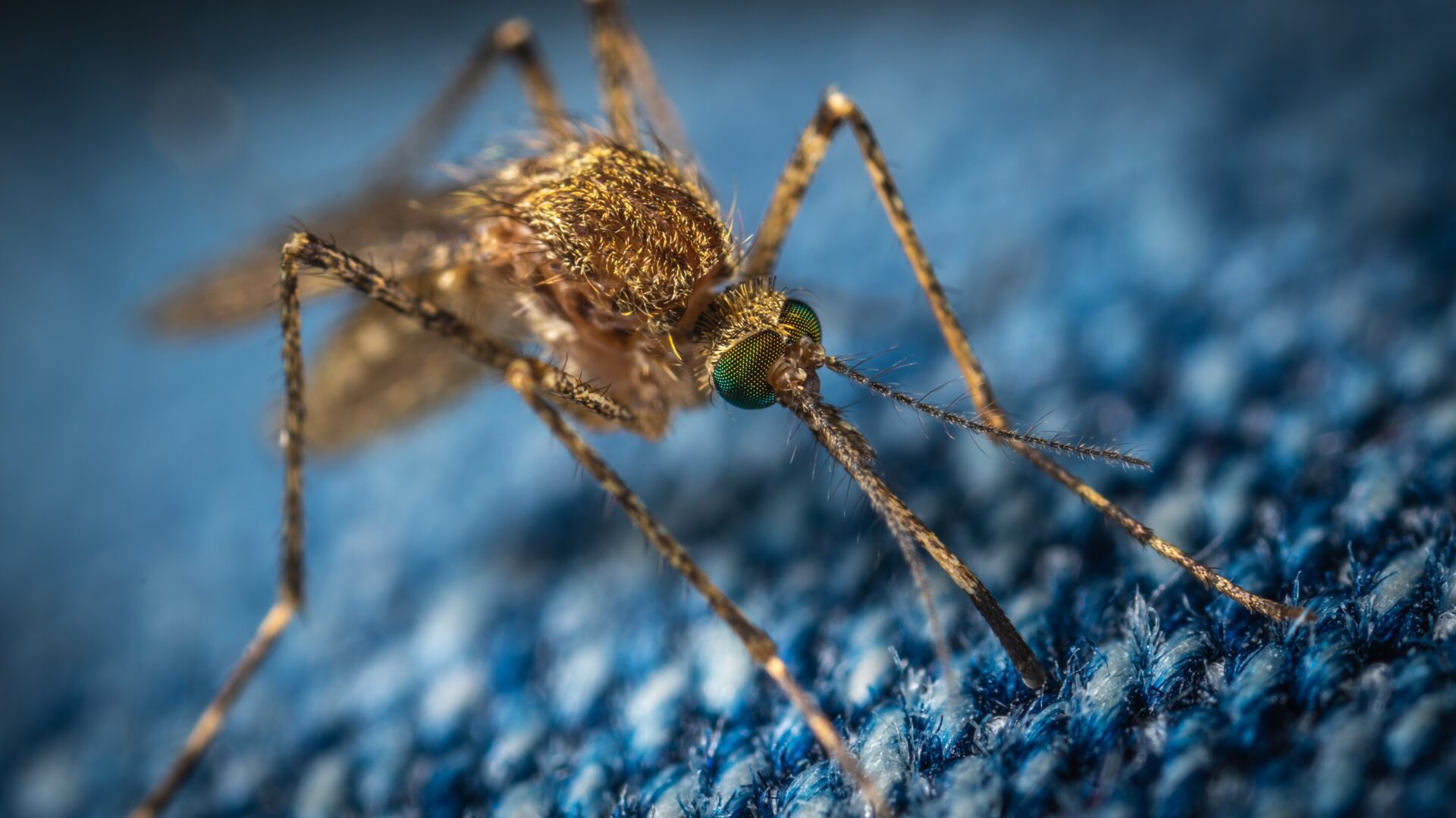 Bill Gates hoduje genetycznie modyfikowane komary? Fake news