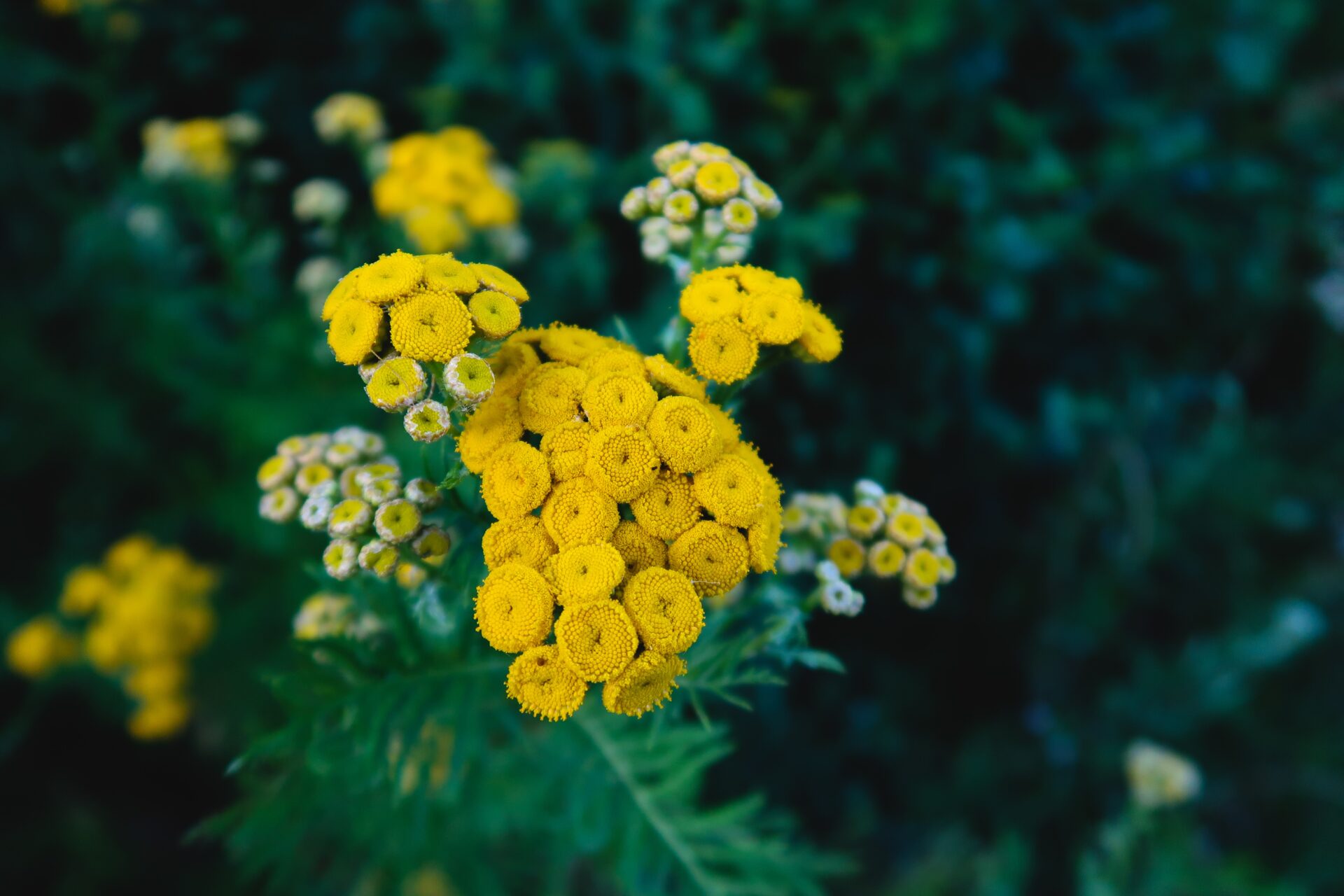 Wrotycz pospolity. Roślina z żółtymi kwiatami.