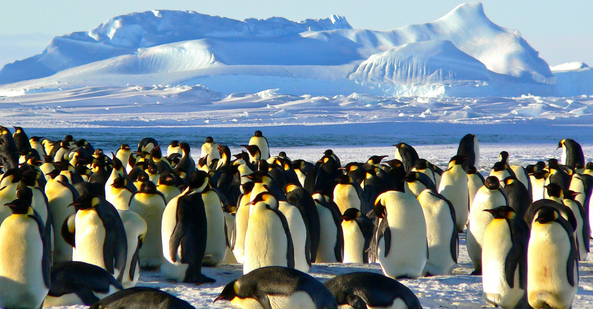 Pingwiny na Antarktydzie