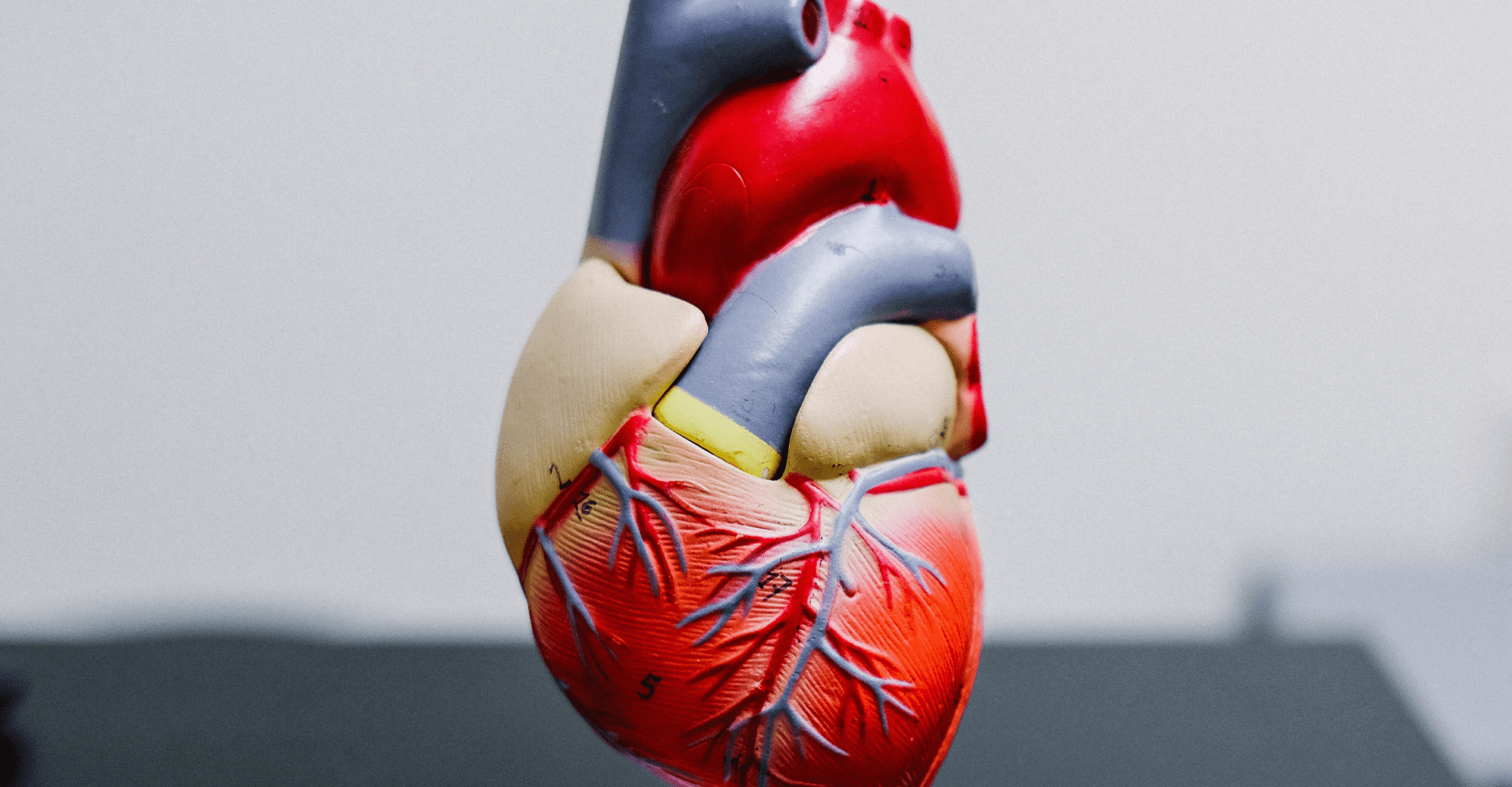 Model serca w 3D