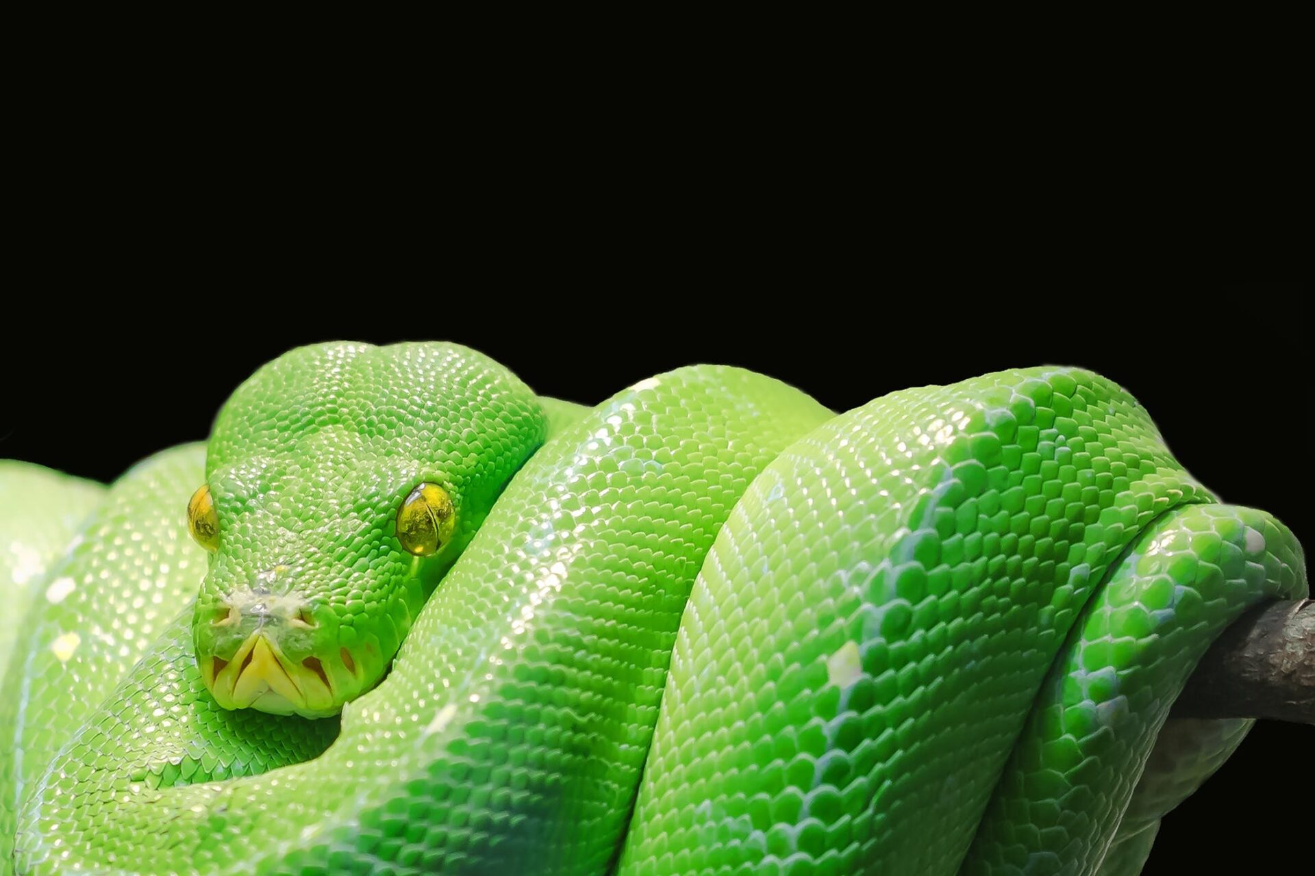 Zielony wąż owinięty na patyku w dolnej części zdjęcia. Powyżej i za – jednolite czarne tło.
