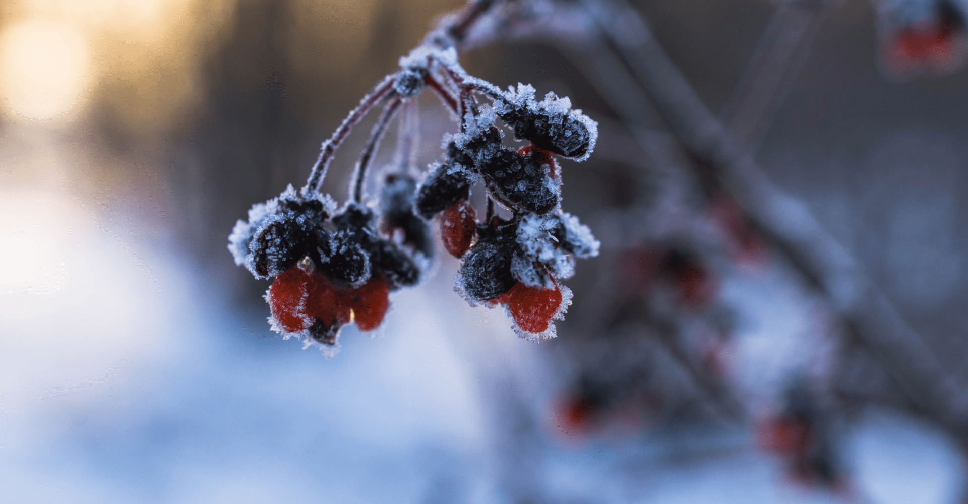 Pokryte lodem owoce leśne