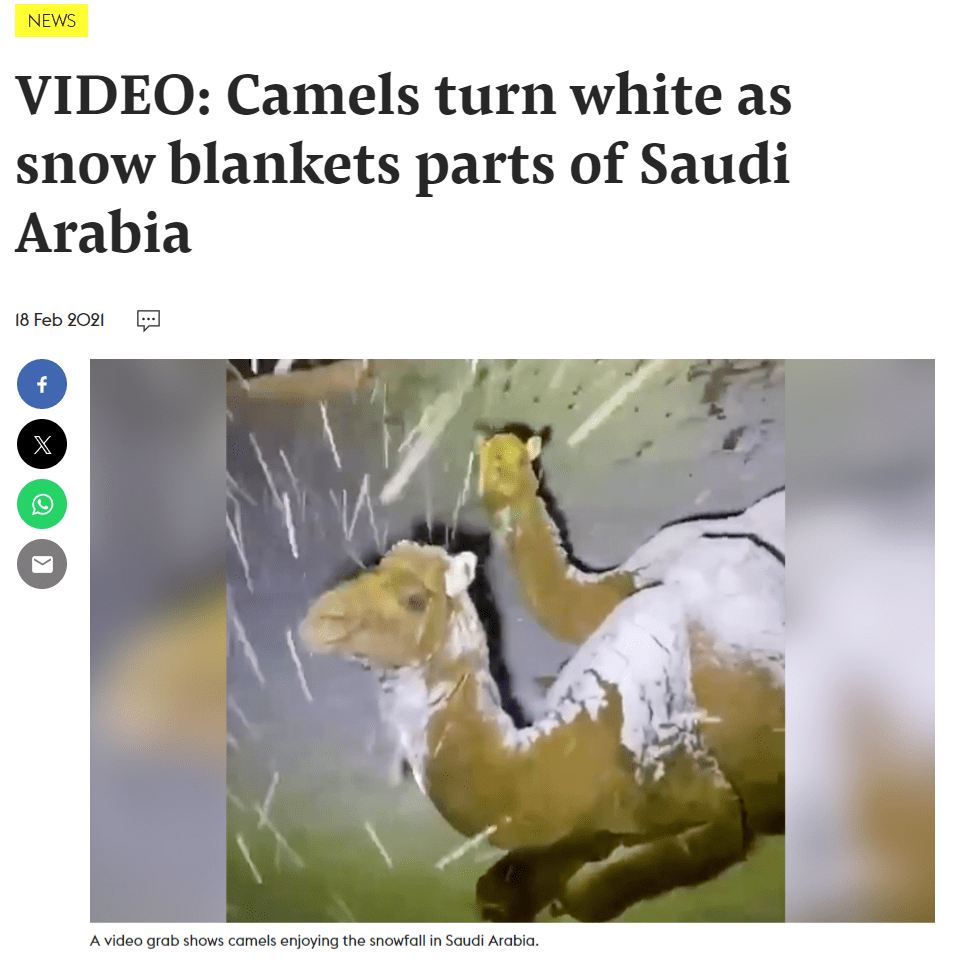 Снимок экрана статьи 2021 года, в которой изображены верблюды на снегу.