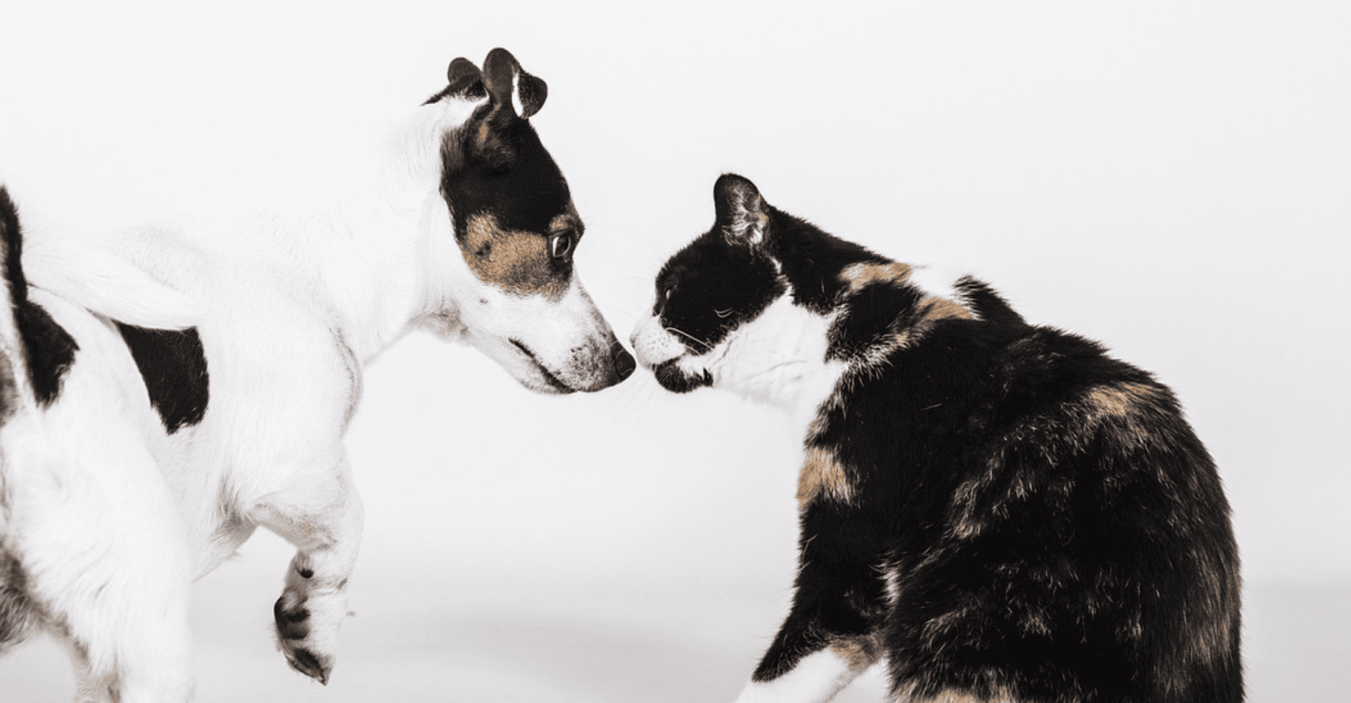 Pies i kot stykają się nosami