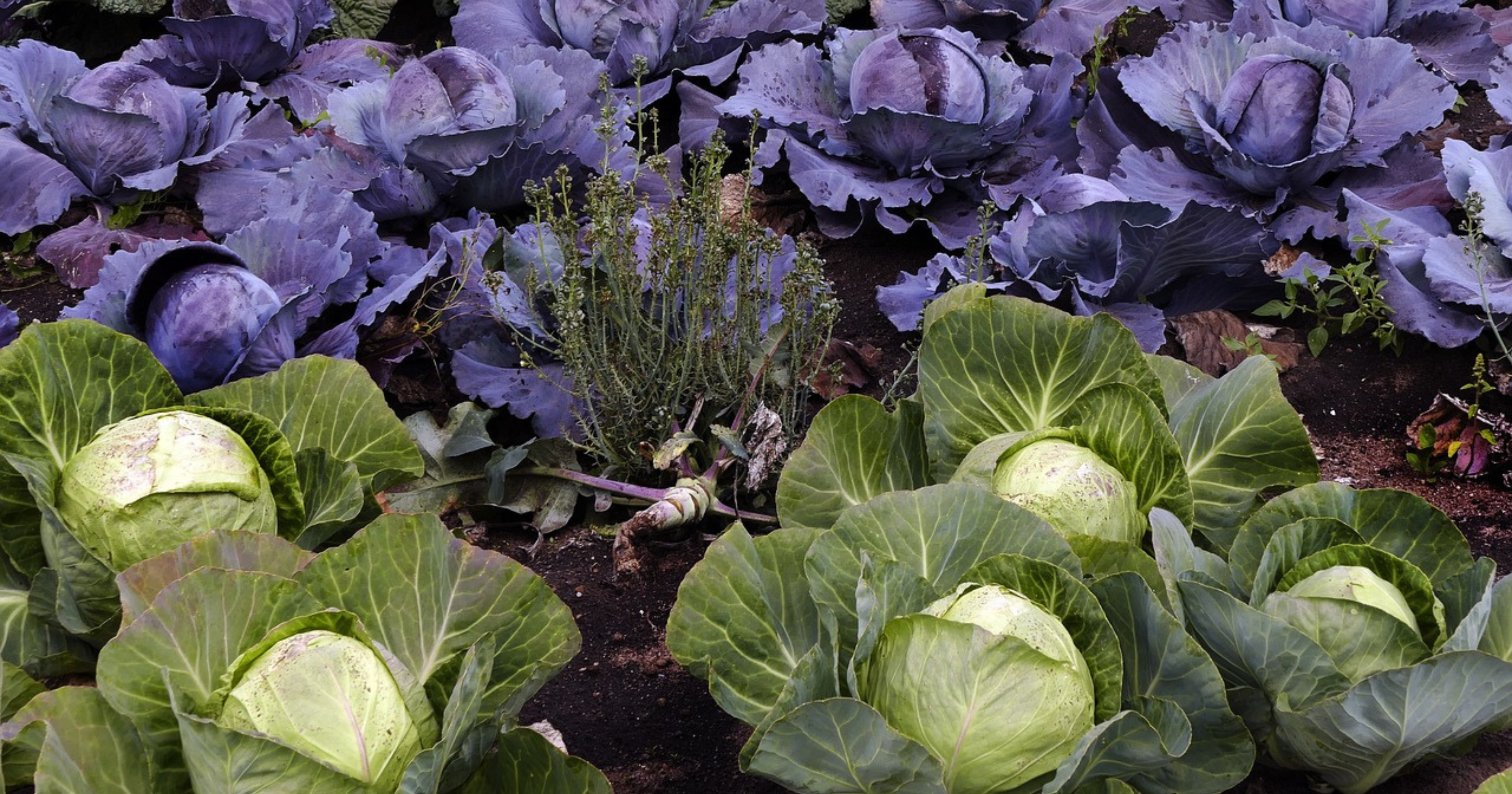 Więzienie za uprawę warzyw? Fałszywe informacje o Zielonym Ładzie