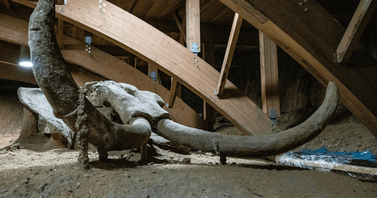 szkielet mamuta