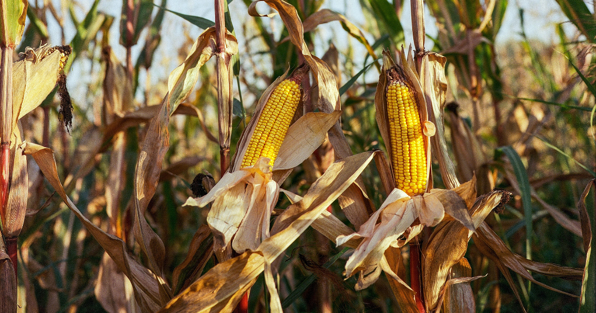 rosnąca kukurydza na polu