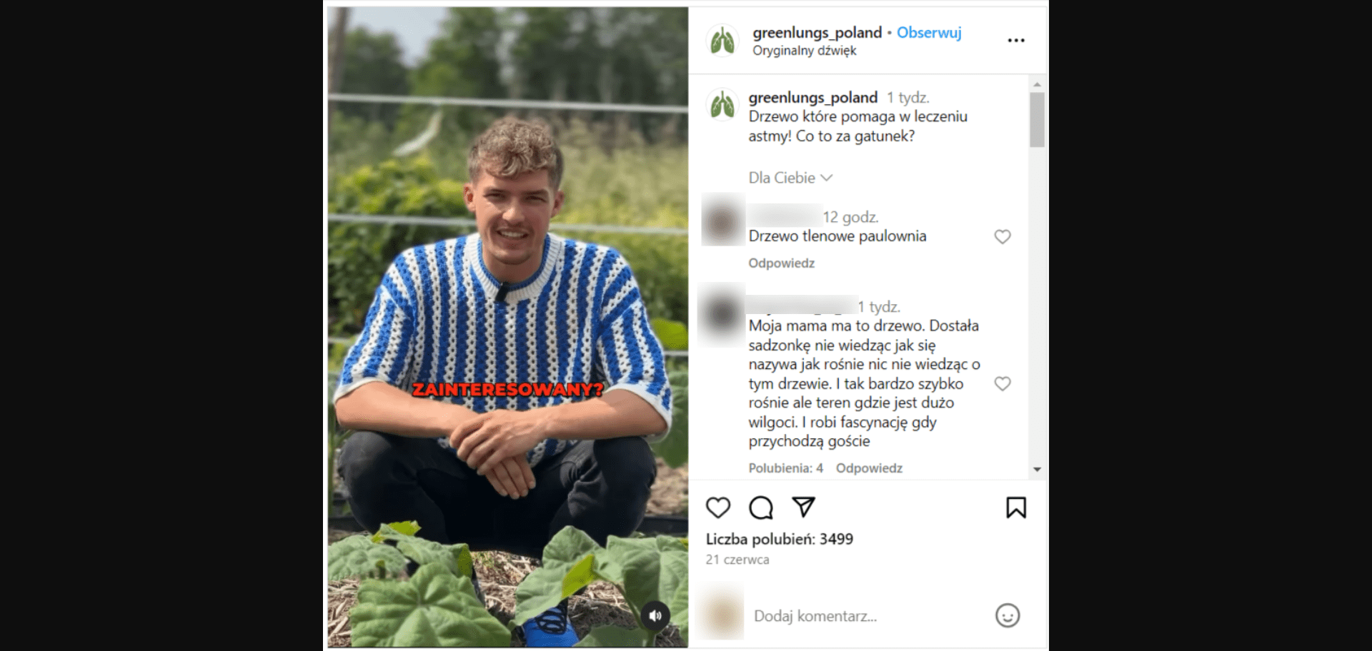 Nagranie z Instagrama dotyczące drzewa Paulowni. W kadrze znajduje się mężczyzna na polu ubrany w sweter w niebiesko-białe cienkie paski. Przed nim na grządkach rosną niskie rośliny o rozłożystych liściach.