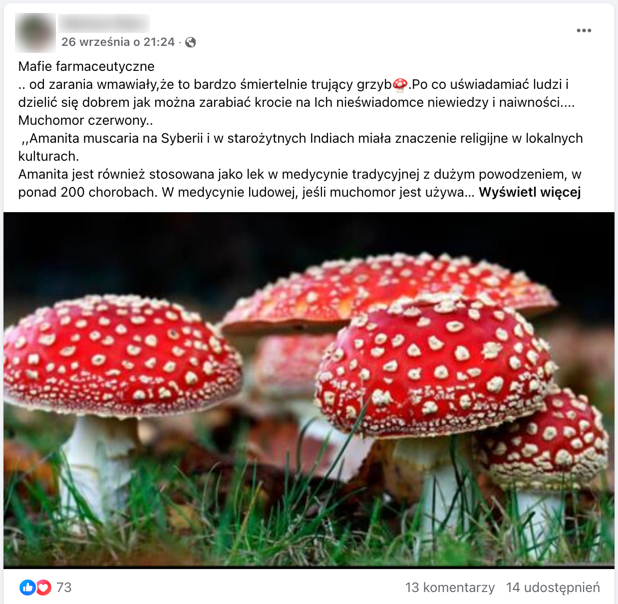 Zrzut ekranu wpisu na Facebooku, w którym opisywano, że muchomor czerwony nie jest trującym grzybem. Miał być wykorzystywany jako lek w medycynie tradycyjnej i mieć obecnie zastosowanie w terapii wielu chorób.