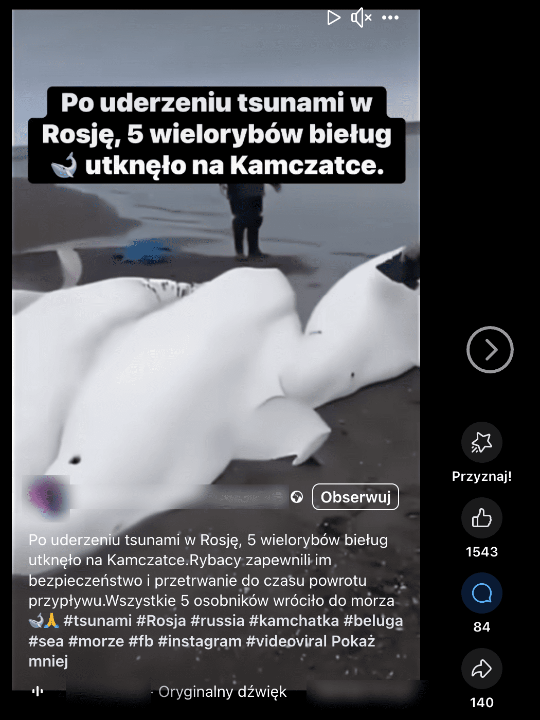 Zrzut ekranu posta na Facebooku. W kadrze trzy bieługi na plaży, za nimi stoi człowiek. W tle morze.